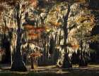 Backlit bald cypress trees and autumn colors in southern swamp, Caddo Lake, Texas. Art Print